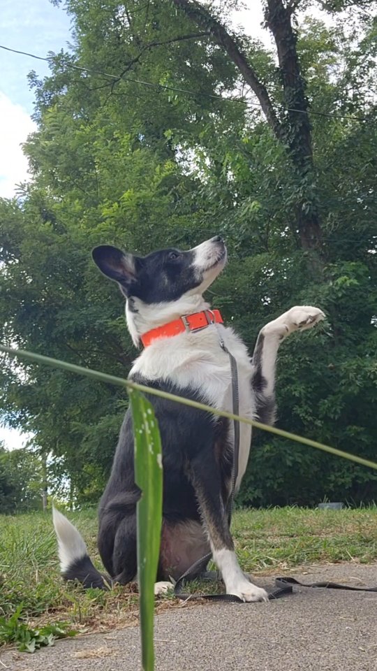 Instagram post by @ia.k9s for Beloved Pets. Caption reads: #ad Lets be real Lily is savage for these treats....