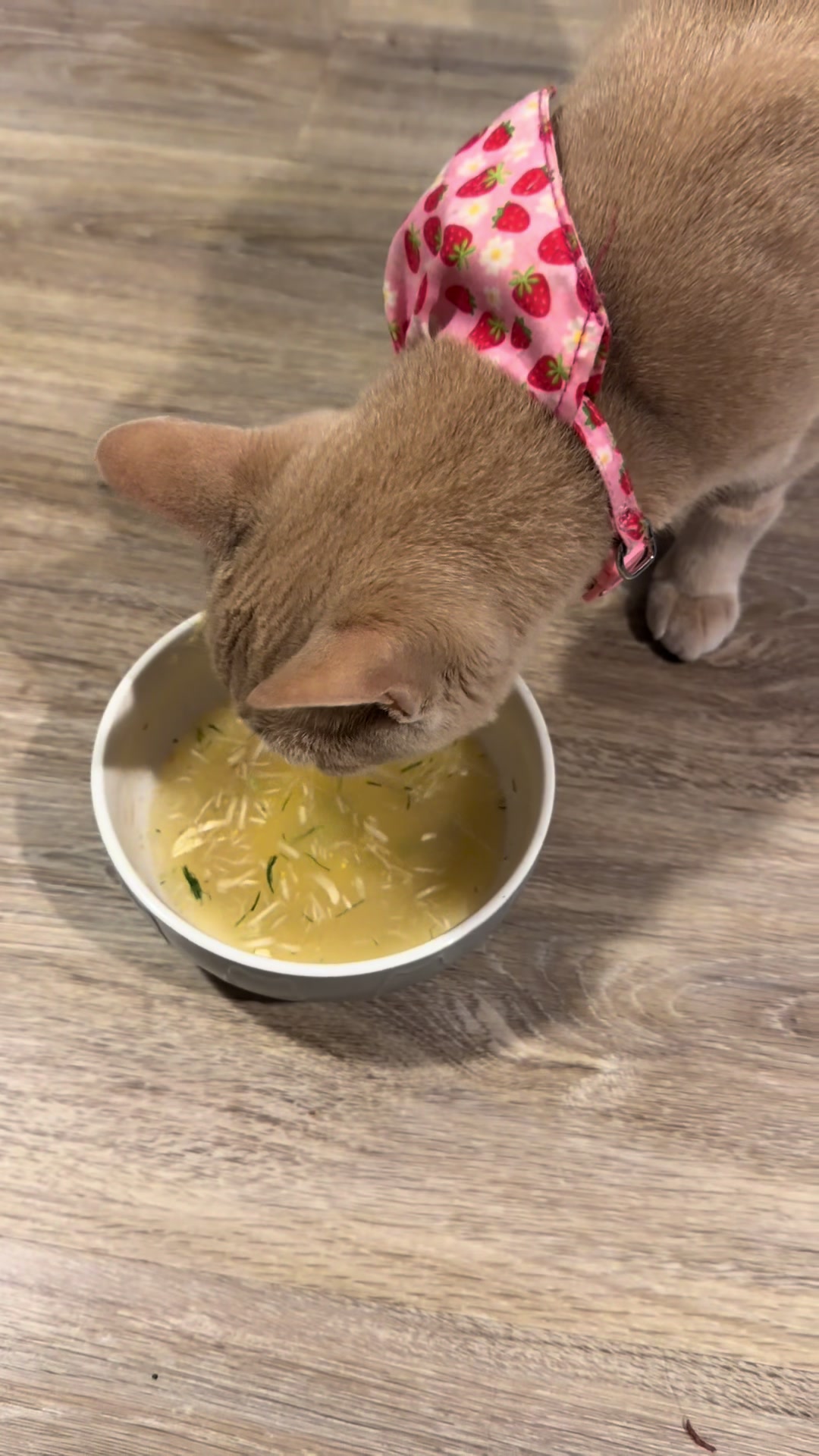 TikTok post by @luluboo0808 for Just Try Pet US. Caption reads: [...] taste! Grab it while it’s on sale @Just Try....