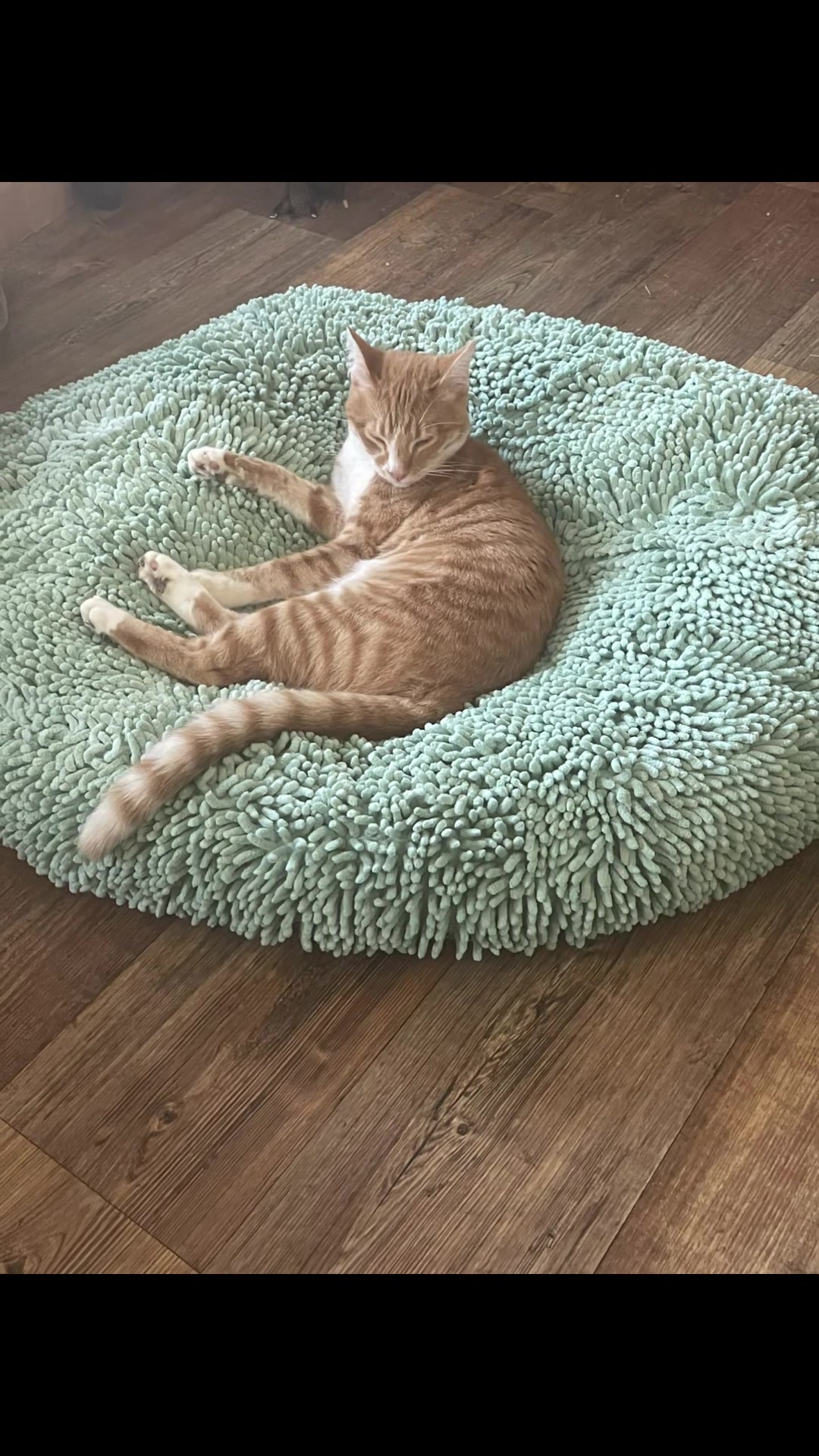 TikTok post by @caseys.critters84 for Muddy Mat. Caption reads: [...] and get yours today! Cat approved ✅✅✅ ....