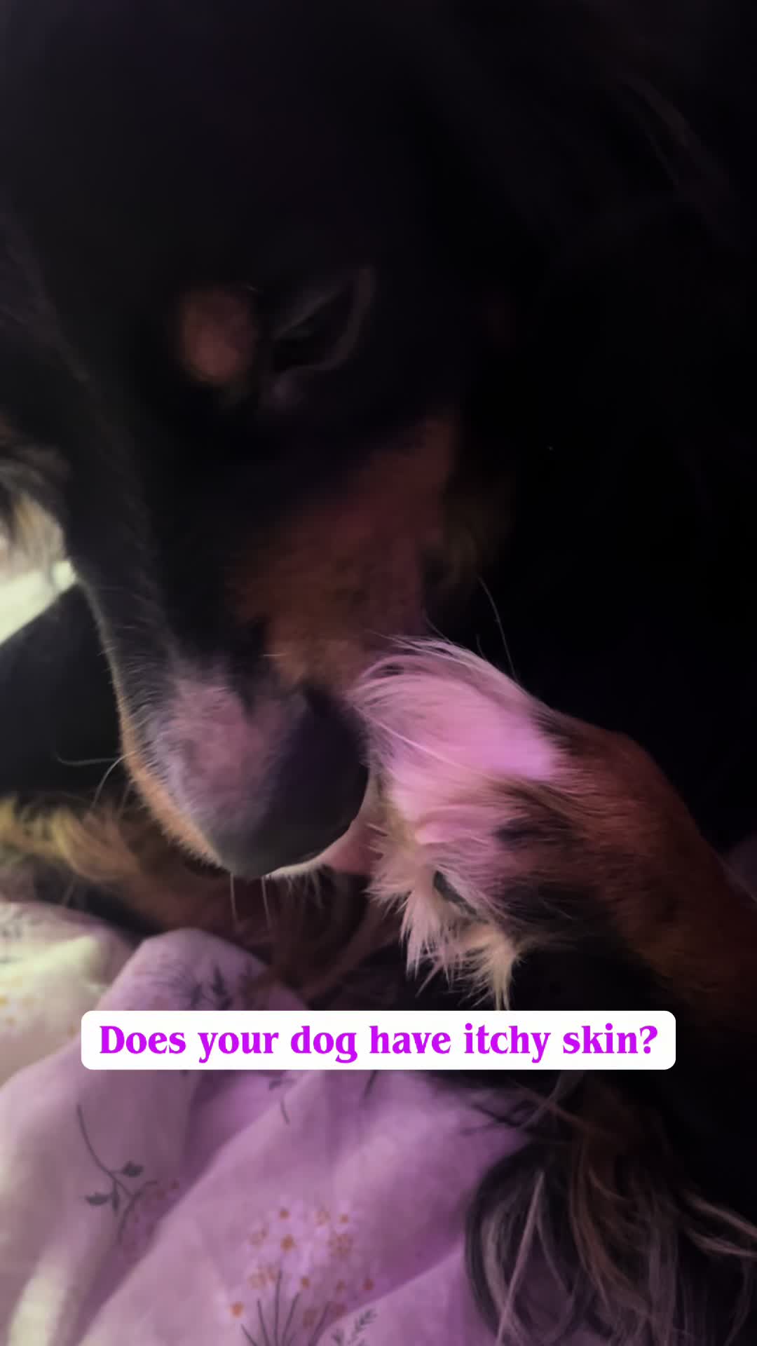 TikTok post by @dogsandfishforthew1n for Dog is Human. Caption reads: Subscribe and Save with Dog is Human and get 20%....