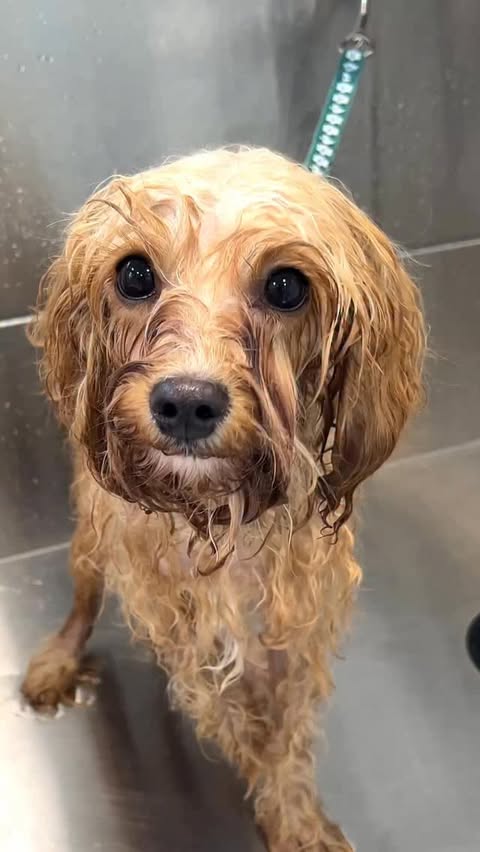 Instagram post by @lovemuddoglady for Freshpet. Caption reads: ✨ The most satisfying floof brush you’ll see today....