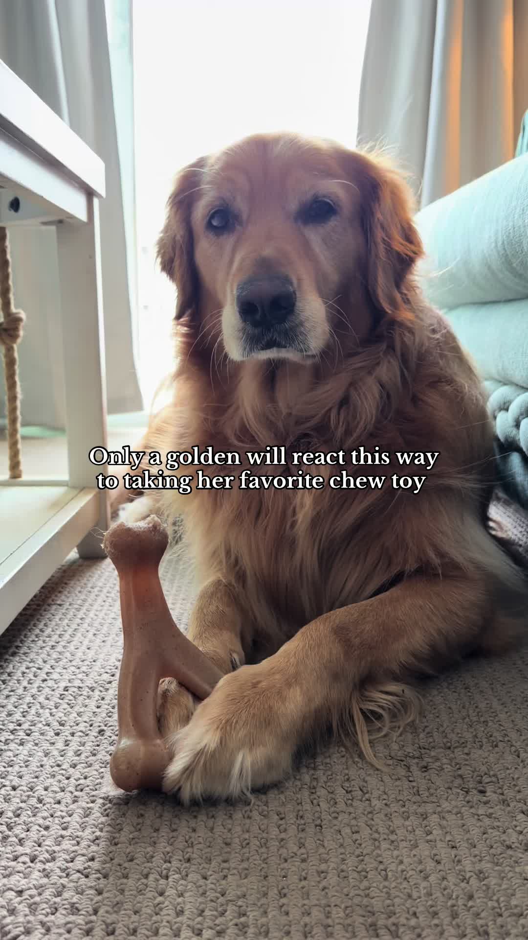 TikTok post by @chloeandcalliegoldenlife for Benebone. Caption reads: It’s ok because @Benebone is our bff! 🦴 [...].