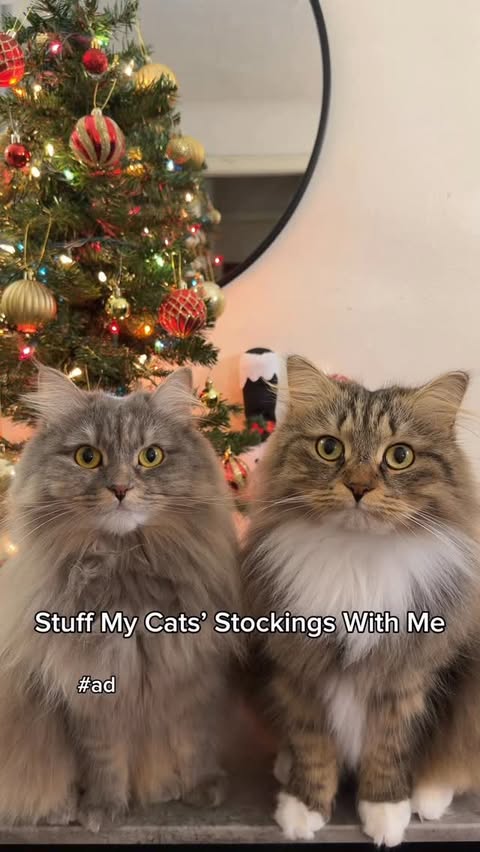 Instagram post by @sprinklethesiberian for Solid Gold Pet. Caption reads: [...] 🎁 Of course they got to enjoy the....