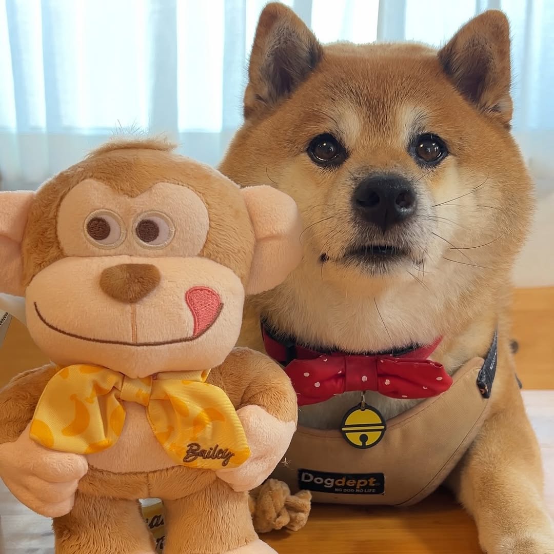 Instagram post by @mumumu_ko.2017.02.17 for Doggy Box. Caption reads: 。

相棒ができました🐒🥔

かわいいかわいい❤️

#柴犬 #むー #むーちゃん #こーちゃん....