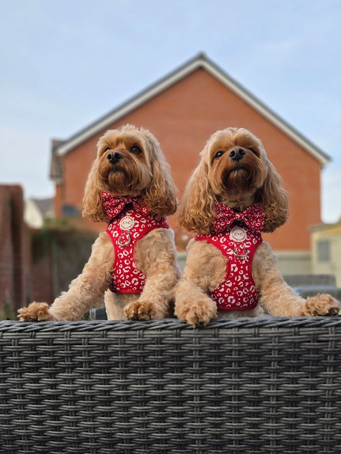 Instagram post by @bob_boris_cavapoos for Cookie & Chewkie. Caption reads: ᴛʜᴇ ᴘᴀᴡʀᴇɴᴛs ғɪɴᴀʟʟʏ ᴘɪᴄᴋᴇᴅ ᴜs ᴜᴘ ᴀғᴛᴇʀ ᴀʙᴀɴᴅᴏɴɪɴɢ....