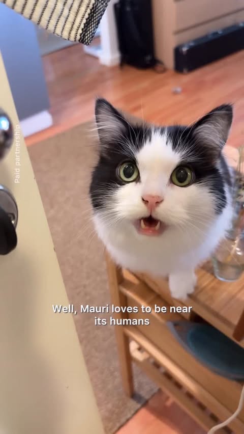 Instagram post by @mauriandcucumbers for Petlibro. Caption reads: Paid partnership with @petlibro 

💚 50% off by....