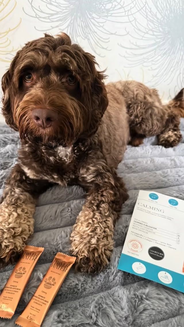 Instagram post by @teddybearthecockapoo__ for Pawer Water. Caption reads: Have you guys tried @pawerwater calming....