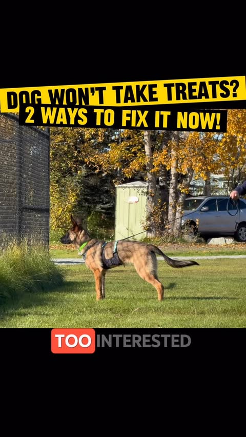 Instagram post by @breejustine for BarkBox. Caption reads: So, you go out, you’re ready to train your dog…....