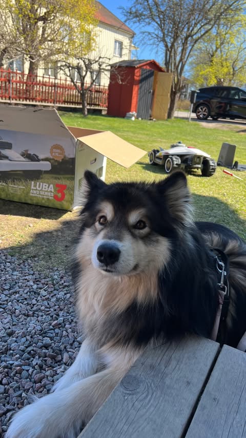 Instagram post by @fendithemalamute for Mammotion Tech. Caption reads: [...] the best lawn mowers on the market....