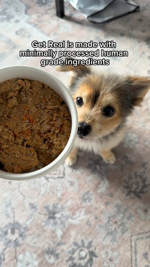 Instagram post by @ziggythemann for Chewy. Caption reads: @chewy makes sticking to our New Year’s [...].