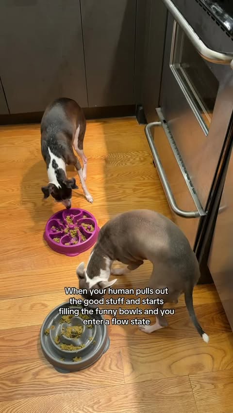 Instagram post by @iggyadelaide for Open Farm Pet. Caption reads: The good stuff in the funny bowls is true bliss!....