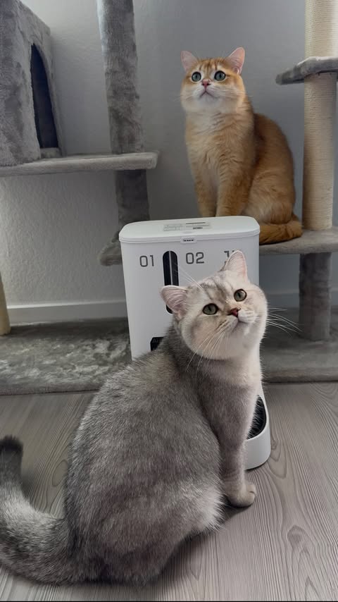 Instagram post by @twochunkybrits for Petkit. Caption reads: [...] just got next-level smart ✨😻 Thank you....