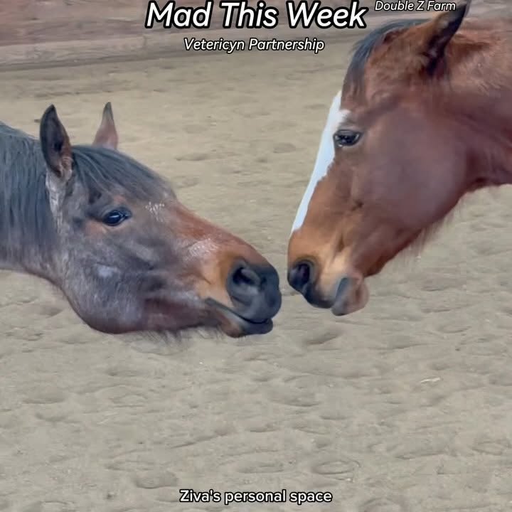 Instagram post by @doublezfarm for Vetericyn. Caption reads: #ad it’s time for another installment of: Things....