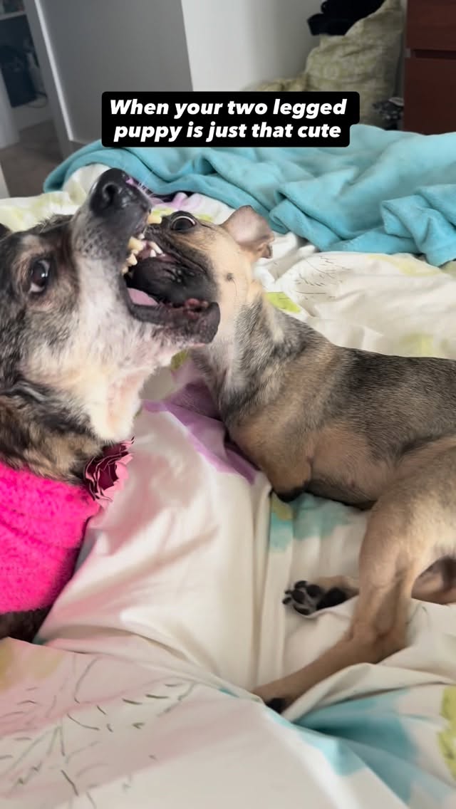 Instagram post by @amira.amiracle for The Dodo. Caption reads: I literally think she loves him so much that she....