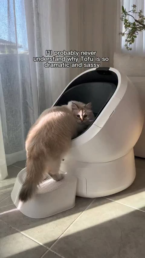 Instagram post by @tofufuthefloof for PETLIBRO. Caption reads: [...] knowing how she’s actually doing with....