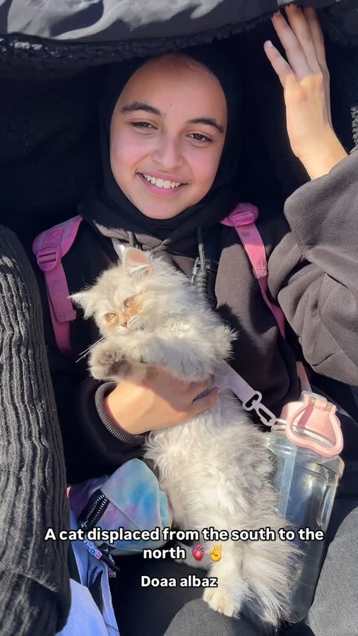 Instagram post by @_doaa_mohammad for Wear The Peace. Caption reads: A cat displaced from the south to the north 🙏🫀.