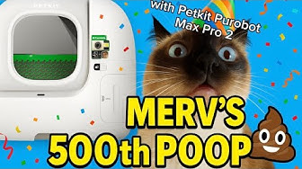 YouTube post by @MervTheCat for Petkit. Caption reads: Merv's 500th Poop (First unboxing with....