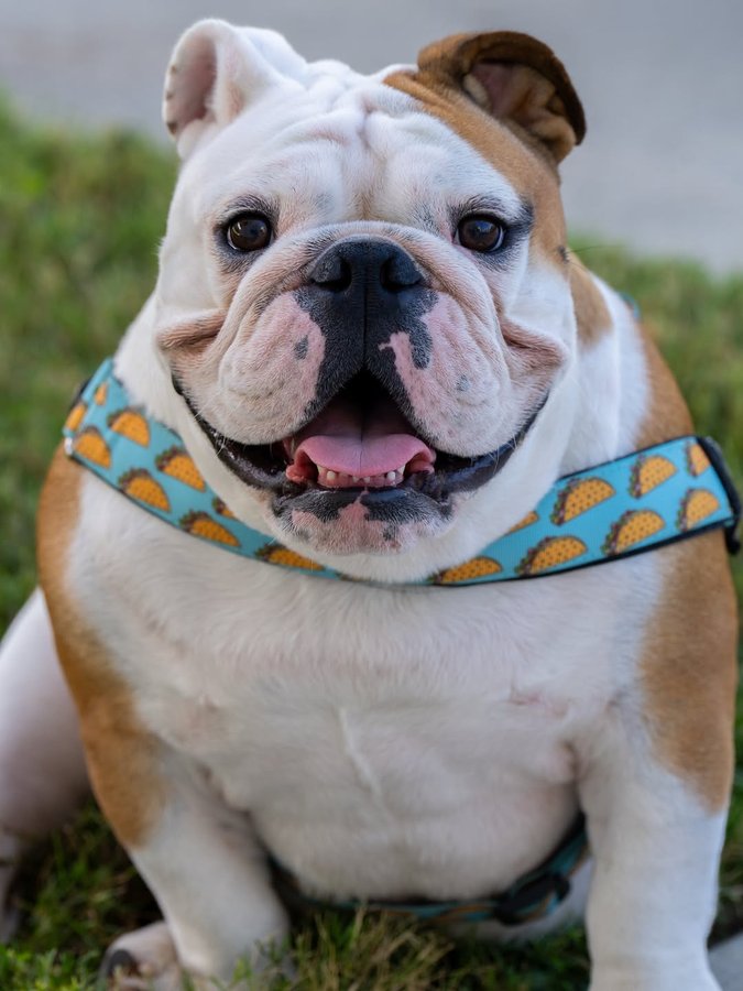 Instagram post by @bowser_the_english for Bullhug. Caption reads: #AD Use code BOWSER10 for 10% off ALL @bullhug....