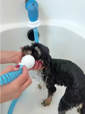 TikTok post by @amber_posiesmom for Rinseroo. Caption reads: @Rinseroo™ #rinseroo #dogbath #itchydog.