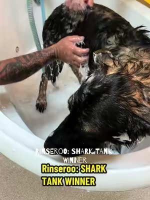 TikTok post by @no.niche.nickie.b for Rinseroo. Caption reads: @Rinseroo™ #rinseroo.