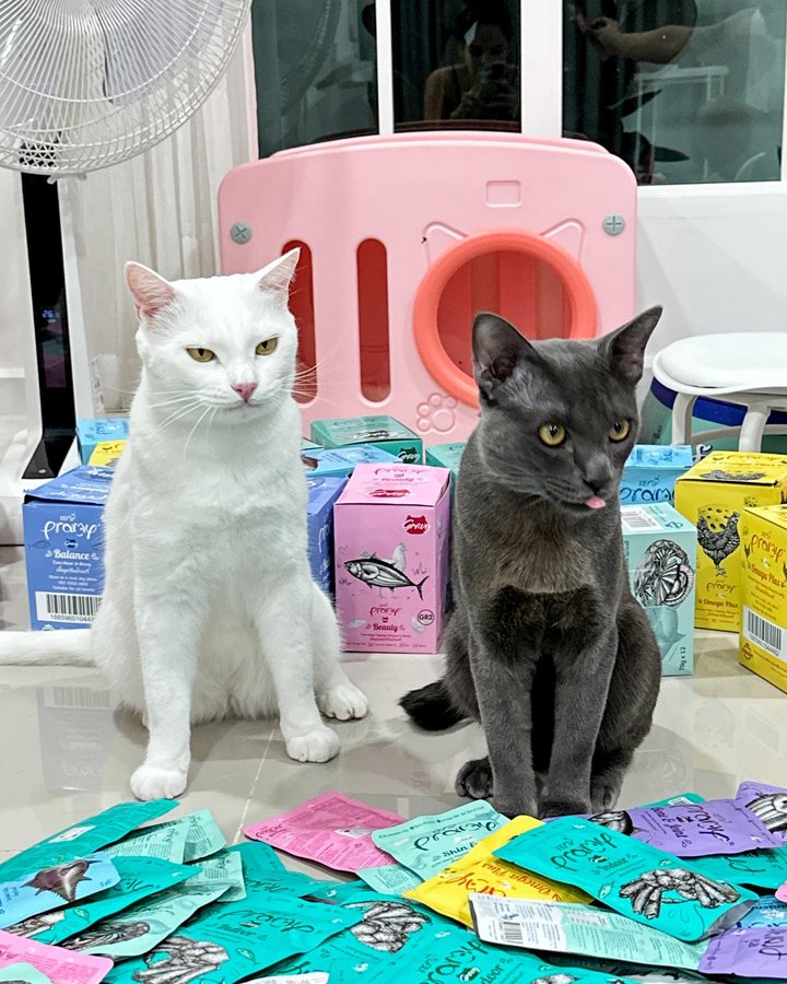 Instagram post by @khaikaowlookmae for PRAMY CAT. Caption reads: [...] คุณไข่เน่า!!! ผมไล่คุณออก!!! @pramycat.