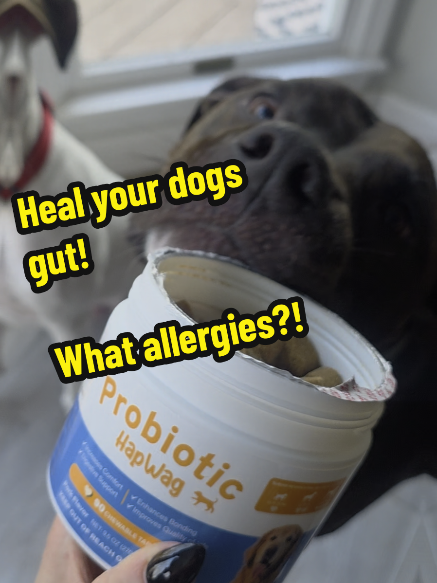 TikTok post by @thebreezyboo for HapWag. Caption reads: [...] support while delighting picky eaters!....