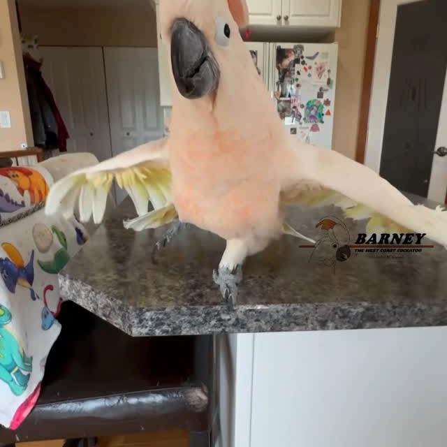 Instagram post by @barney_the_west_coast_cockatoo for Conair. Caption reads: Barney loves the blow dryer! 😂🤣....