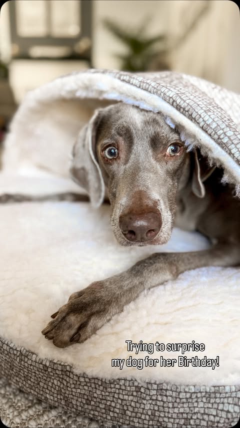 Instagram post by @rain_the_weim for Snoozer Pet Products. Caption reads: Mission: surprise Rain with a @snoozerpets bed for....