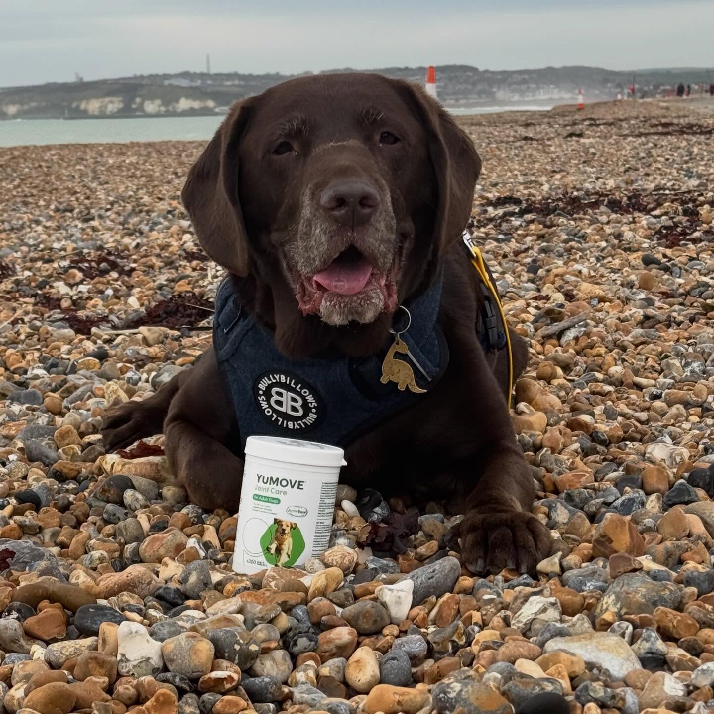 Instagram post by @assistancedogalfie for YuMOVE. Caption reads: 💚 Wellness Wednesday 💚 
YuMOVE’s Early Access....