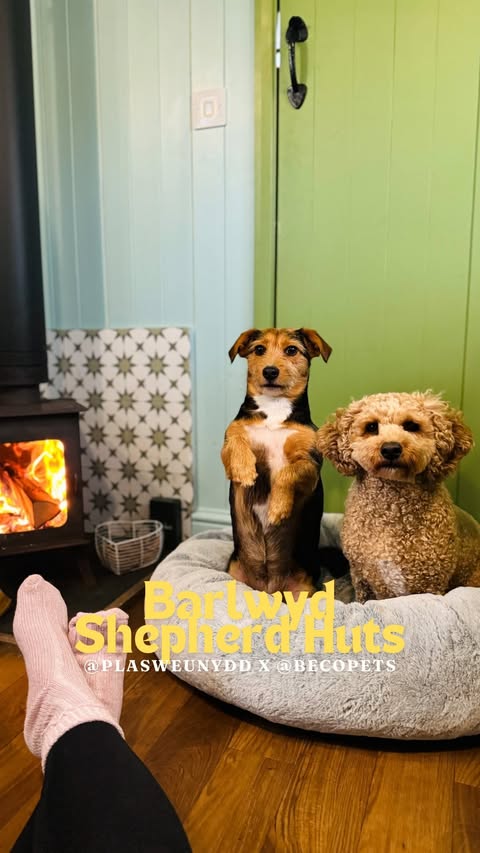 Instagram post by @walkingwithlauren for Beco Pets. Caption reads: Come on an adventure with us as a pack courtesy of....