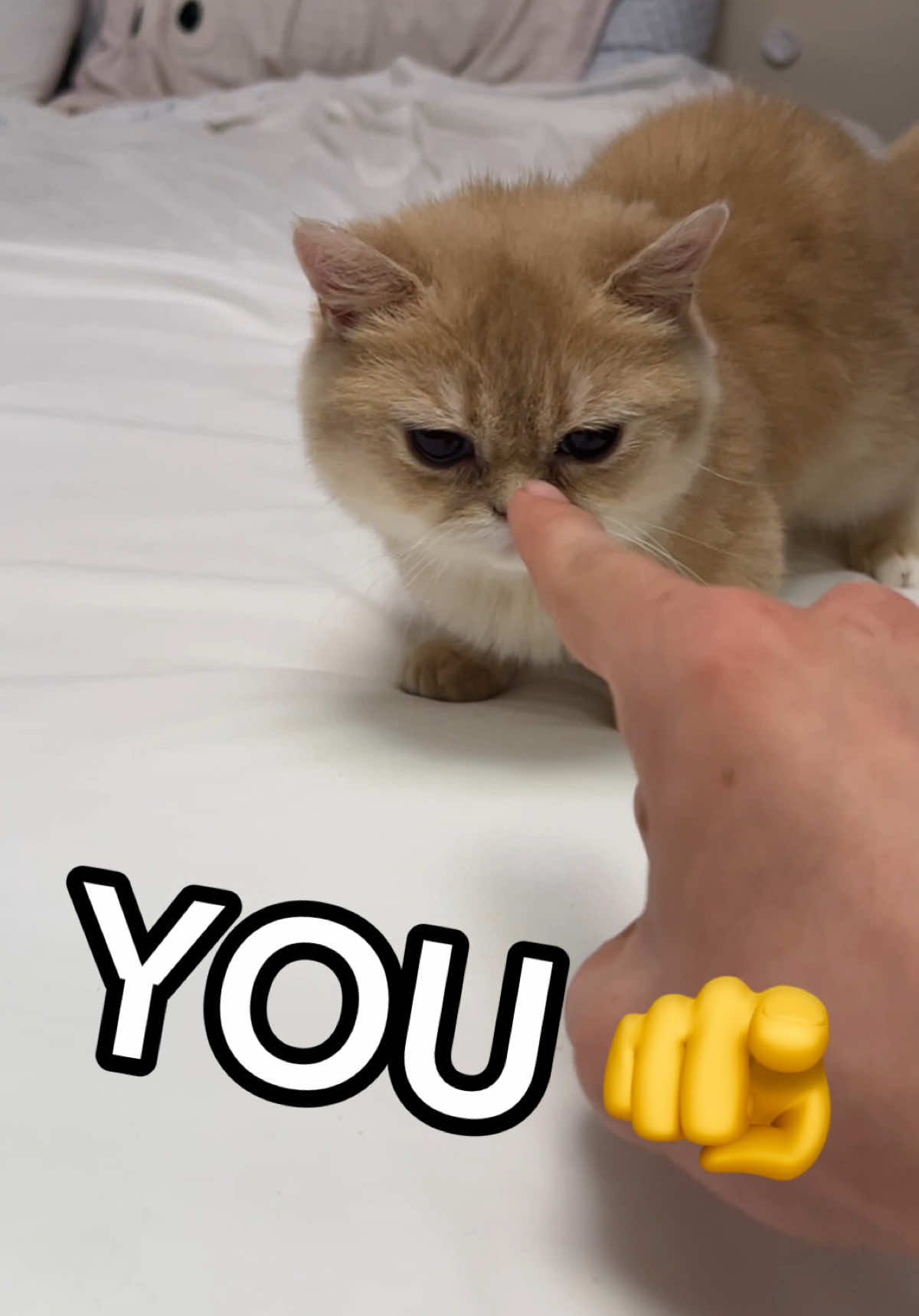 TikTok post by @sunkittencats for Prettylitter. Caption reads: #PrettyLitterPartner our vet mentioned his USG was....