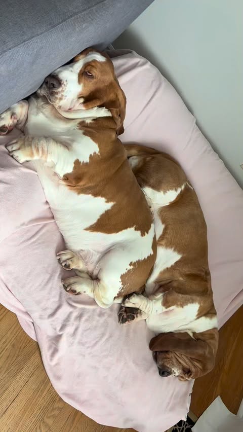 Instagram post by @chuck_thebasset for Open Farm Pet. Caption reads: [...] basset hounds their dinner 🍽️ 🐟🍣....