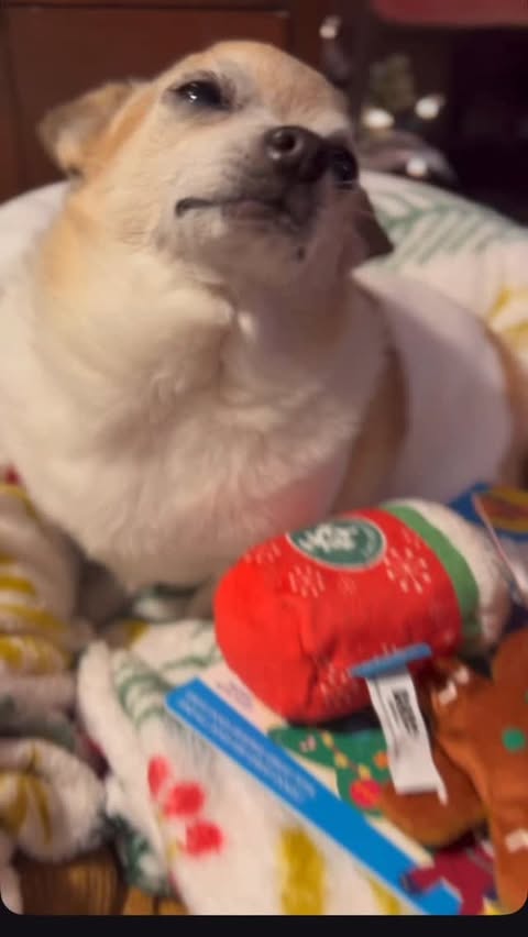 Instagram post by @lil.hobbs for BarkBox. Caption reads: #ad How to prep for the holidays in the....