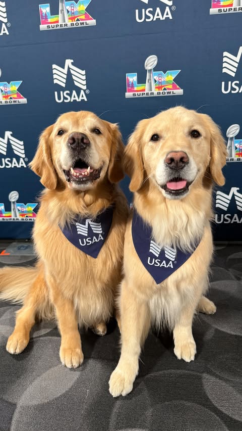 Instagram post by @elliegoldenlife for USAA. Caption reads: #USAAPartner One of our favorite moments of [...].