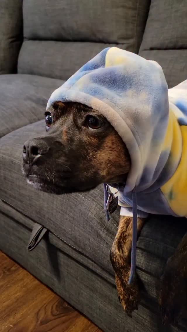 Instagram post by @frankiegusandlucy for Spark Paws. Caption reads: Get your dog some new @sparkpawsofficial threads!....