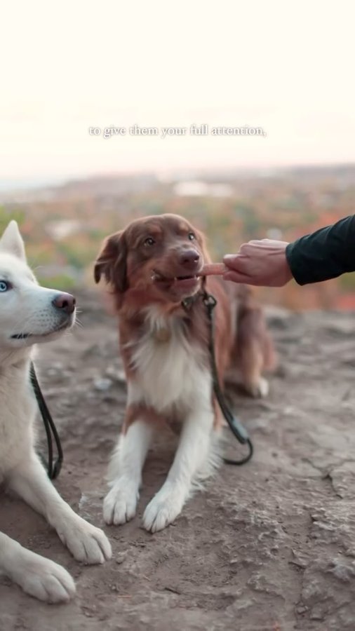 Instagram post by @roamwildwithus for ZIWI Pet Food. Caption reads: your dog doesn’t need picture-perfect views, what....
