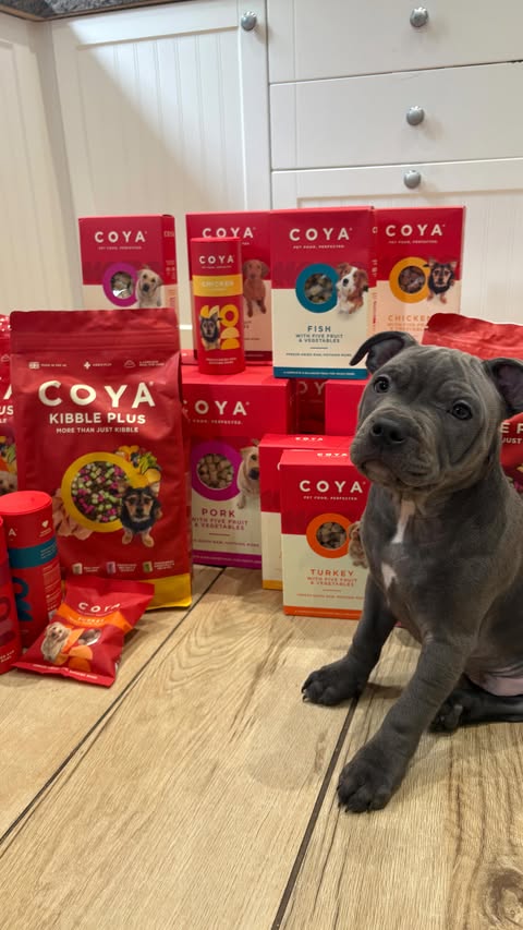 Instagram post by @bertieblueofficial for COYA Pet. Caption reads: [...] key to our two blue boy’s hearts 🥹❤️🐾....