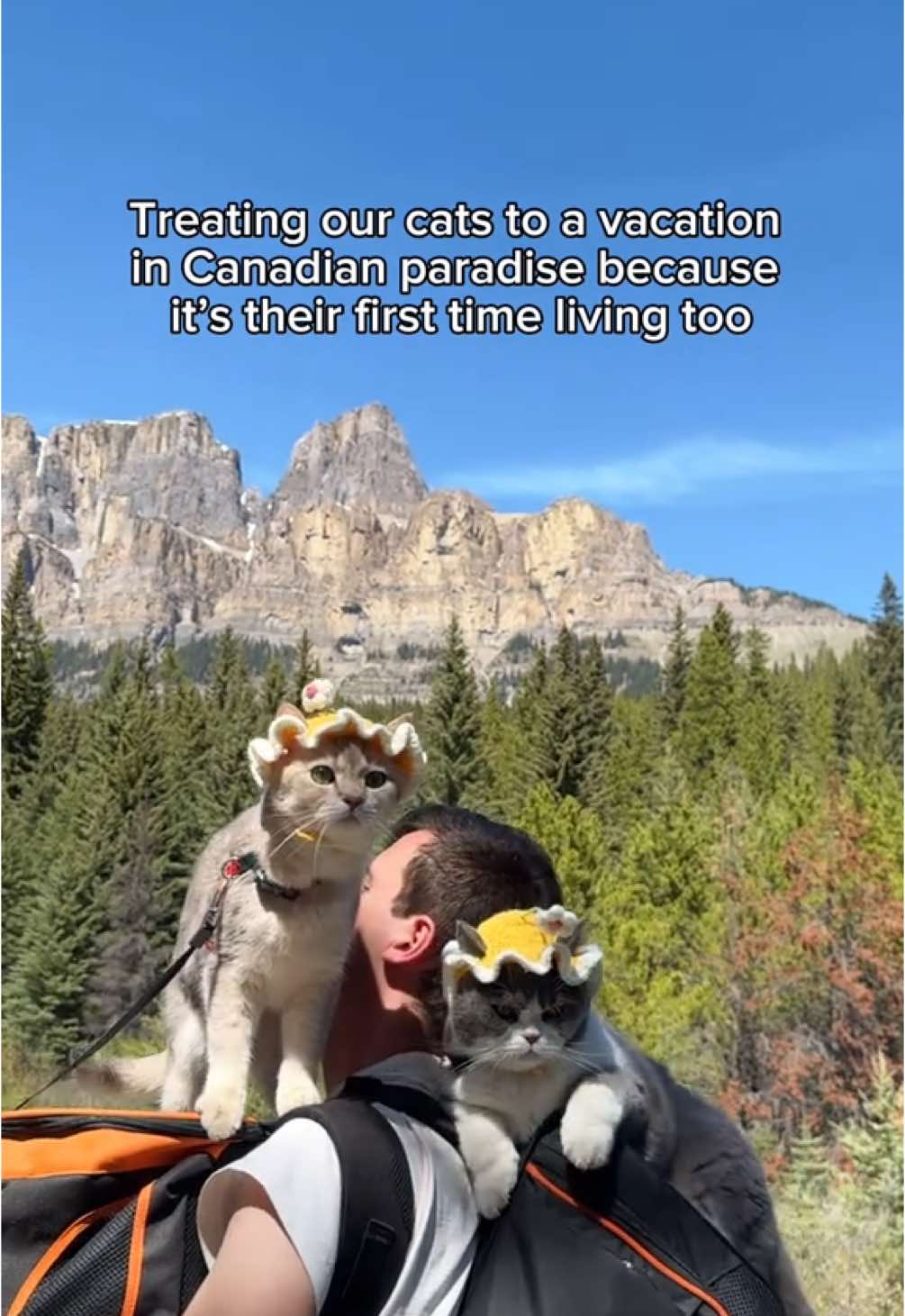 TikTok post by @louieandtodd for Vital Essentials. Caption reads: [...] refueling with their favorite @Vital....