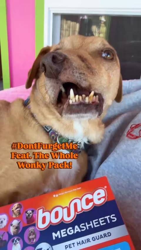 Instagram post by @wonkydogspack for Bounce. Caption reads: [...] for the #DontFurgetMe campaign from....