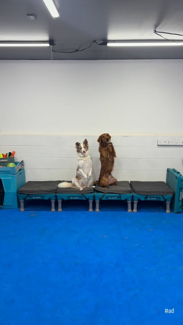 Instagram post by @thesupercolliesmom for Solid Gold Pet. Caption reads: [...] sharp and excited to train thanks to....