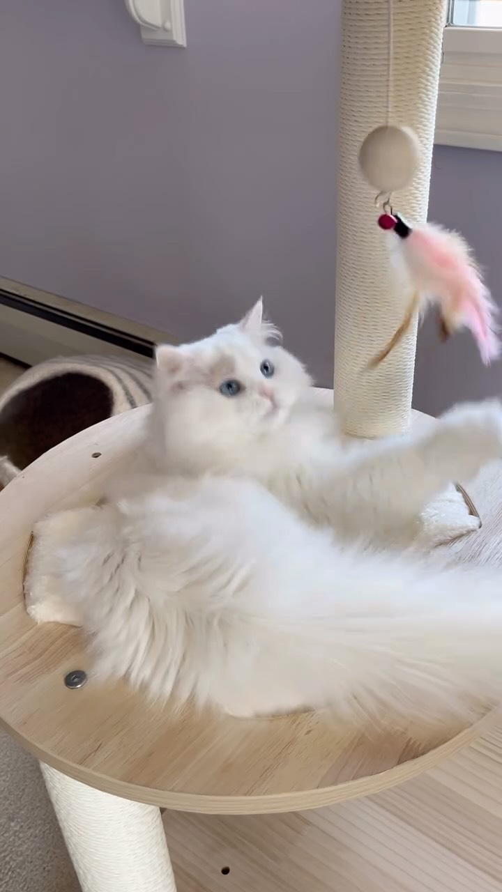 Instagram post by @khaleesithekitty116 for Happy & Polly. Caption reads: Check out my new cat tree from @happyandpolly !....