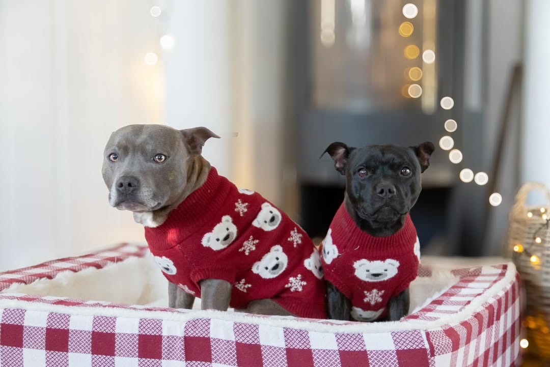Instagram post by @vivo.nova.staffies for Spark Paws. Caption reads: [...] a festive week, we sure will in our....