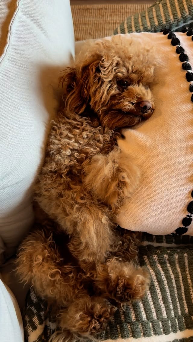 Instagram post by @winstontheminiaturedood for BarkBox. Caption reads: #ad Bark toys are always on my list when I send my....