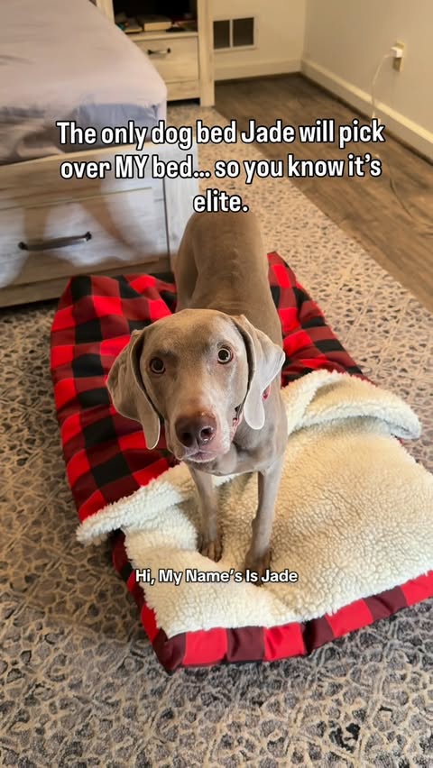 Instagram post by @weim_crime.sisters for Snoozer Pet Products. Caption reads: It’s officially Cyber Week at Snoozer and Jade is....
