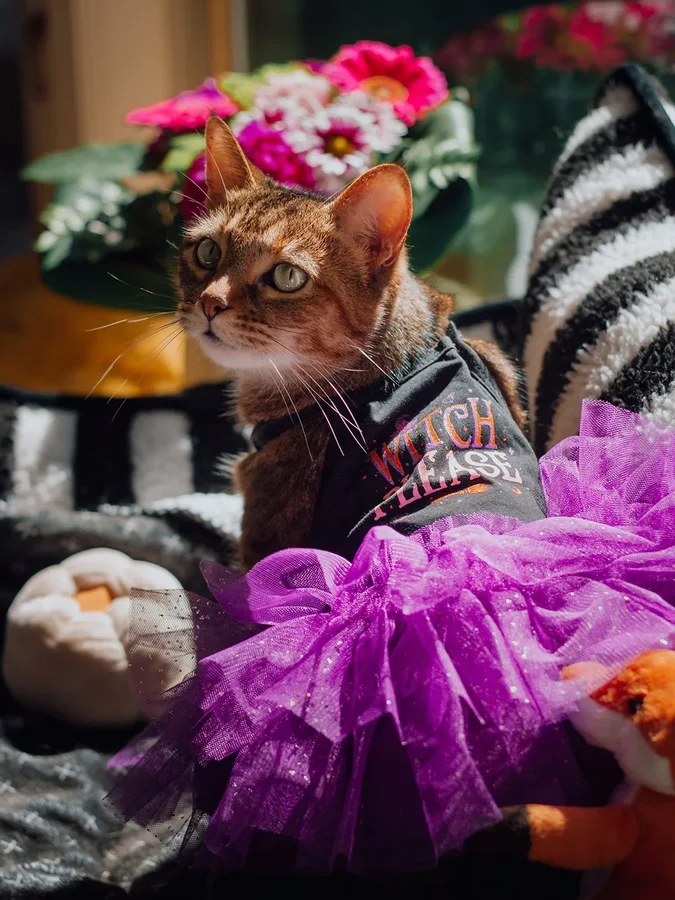 Instagram post by @purrfectly.amber for Fitwarm. Caption reads: [...] for Halloween?! 🎃

Dress provided by....