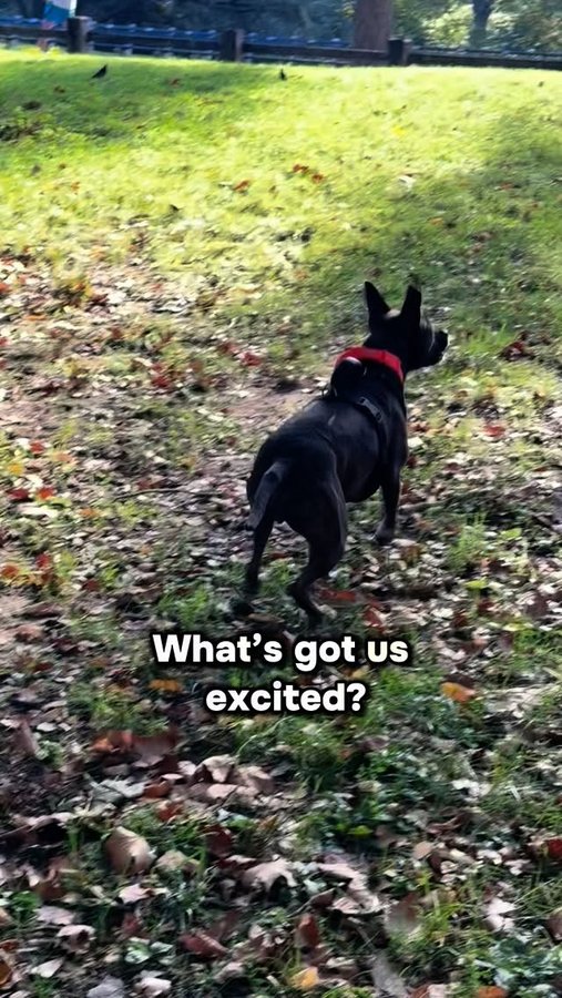 Instagram post by @technobark for Halo Collar. Caption reads: What’s got us excited? The brand new @halocollar 5....