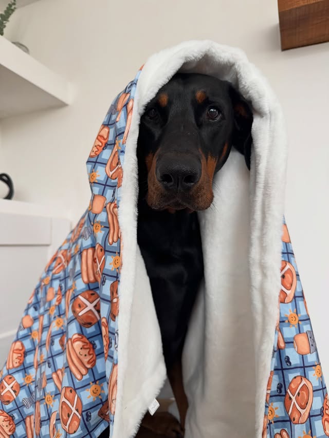 Instagram post by @roscoe_thedobermann for Pawsome Paws Boutique. Caption reads: [...] Rosoce will be all snuggly in his....