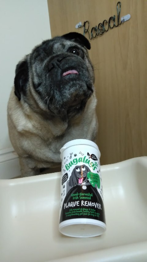 Instagram post by @lilrascalpug for Bugalugs Pet Care. Caption reads: [...] _____ _____ _____ ❤️ Plaque Remover....