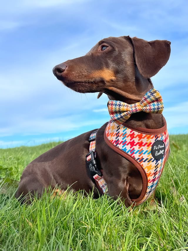 Instagram post by an influencer for Pet Pooch Boutique. Caption reads: [...] weekend is in sight 👀 @petpoochboutique....
