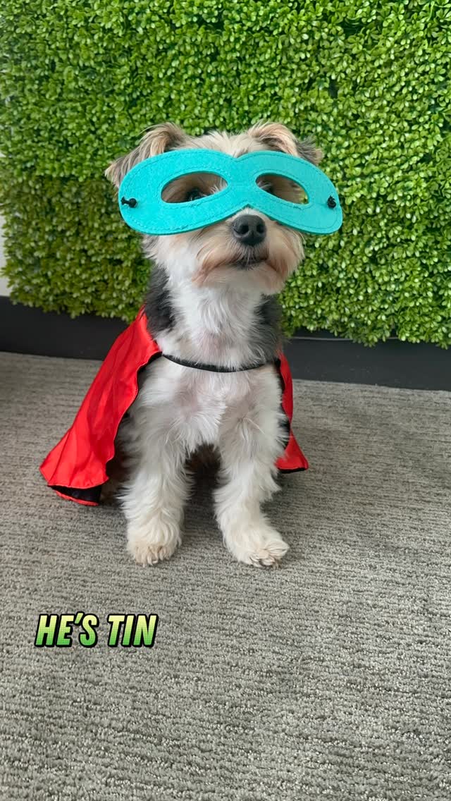 Instagram post by @tricolor.toby for Wondercide. Caption reads: [...] to staying fresh, clean, and heroic?....